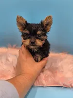 TEACUP-FULL AKC-Health Tested, a male Yorkshire Terrier for sale in Ocala, FL – 4 of 8