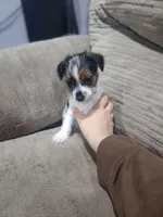 Coda-Morkie toy boy, a male Yorkshire Terrier and Morkie for sale in Ocala, FL – Photo 3 of 6