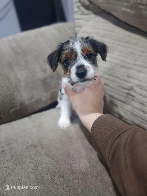 Coda-Morkie toy boy, a male Yorkshire Terrier and Morkie for sale in Ocala, FL – Photo 1 of 6