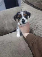 Coda-Morkie toy boy, a male Yorkshire Terrier and Morkie for sale in Ocala, FL – Photo 1 of 6