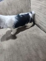 Coda-Morkie toy boy, a male Yorkshire Terrier and Morkie for sale in Ocala, FL – Photo 4 of 6