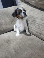 Coda-Morkie toy boy, a male Yorkshire Terrier and Morkie for sale in Ocala, FL – Photo 2 of 6