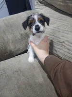 Coda-Morkie toy boy, a male Yorkshire Terrier and Morkie for sale in Ocala, FL – Photo 6 of 6