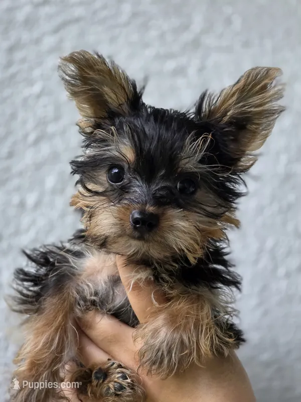 TEACUP-FULL AKC-Health Tested – Yorkshire Terrier puppy for sale in Ocala, FL