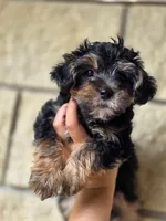 Boo Bear, a male Maltese and Yorkshire Terrier for sale in Ocala, FL – 4 of 10