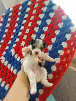 Morkie pups, a female Maltese and Yorkshire Terrier for sale in Ocala, FL – Photo 5 of 9