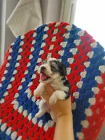 Morkie pups, a female Maltese and Yorkshire Terrier for sale in Ocala, FL – Photo 7 of 9