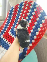 Morkie pups, a female Maltese and Yorkshire Terrier for sale in Ocala, FL – Photo 9 of 9