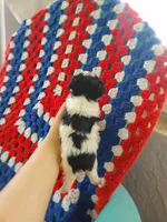 Morkie pups, a female Maltese and Yorkshire Terrier for sale in Ocala, FL – Photo 4 of 9