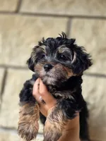 Boo Bear, a male Maltese and Yorkshire Terrier for sale in Ocala, FL – 8 of 10