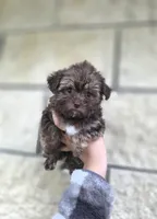 Bella-teacup morkie Girl ready today! ❤️🐾, a female Yorkshire Terrier and Morkie for sale in Ocala, FL – 8 of 10