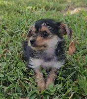 Claire Bear, a female Yorkshire Terrier for sale in Ocala, FL – 5 of 6