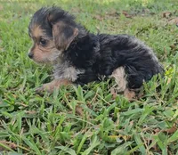 Baby girl, a female Yorkshire Terrier for sale in Ocala, FL – 4 of 5