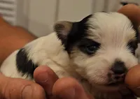Panda, a male Yorkshire Terrier and Morkie for sale in Ocala, FL – 6 of 7