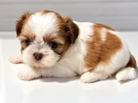 ButterCup-Imperial Schih-tzu, a female Shih Tzu for sale in Ocala, FL – 1 of 5