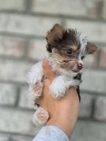 Teacup yorkie-Clye, a male Yorkshire Terrier for sale in Ocala, FL – 4 of 10
