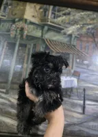 Sweet Pea, a female Yorkshire Terrier and Morkie for sale in Ocala, FL – 5 of 7