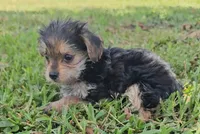 Baby girl, a female Yorkshire Terrier for sale in Ocala, FL – 5 of 5