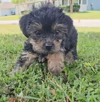 Chewy, a male Yorkshire Terrier for sale in Ocala, FL – 2 of 5