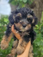 Boo Bear, a male Maltese and Yorkshire Terrier for sale in Ocala, FL – 3 of 10