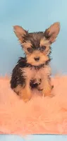 TEACUP-FULL AKC-Health Tested, a male Yorkshire Terrier for sale in Ocala, FL – 6 of 8