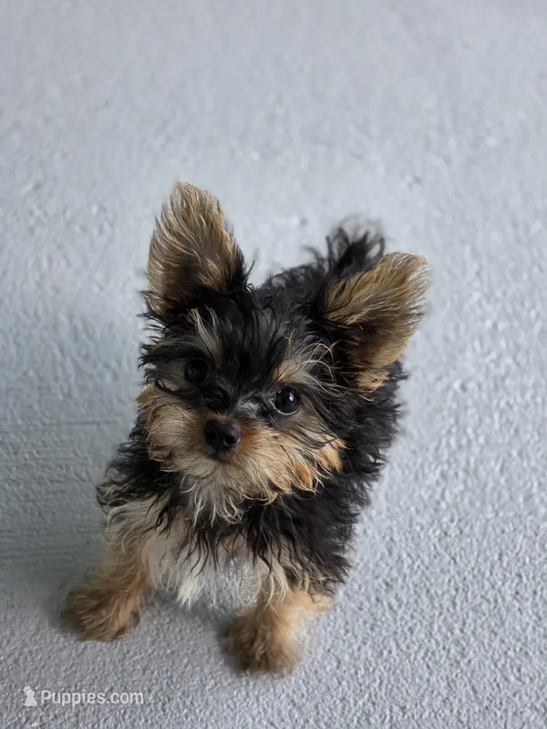 TEACUP-FULL AKC-Health Tested – Yorkshire Terrier puppy for sale in Ocala, FL