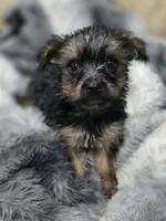 Charlie-teacup/toy, a male Yorkshire Terrier for sale in Ocala, FL – 4 of 6