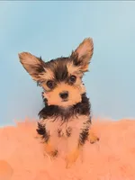 TEACUP-FULL AKC-Health Tested, a male Yorkshire Terrier for sale in Ocala, FL – 5 of 8