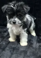Cooper , a male Yorkshire Terrier and Morkie for sale in Ocala, FL – 4 of 9