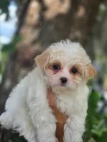 Winston, a male Maltese and Yorkshire Terrier for sale in Ocala, FL – 6 of 10