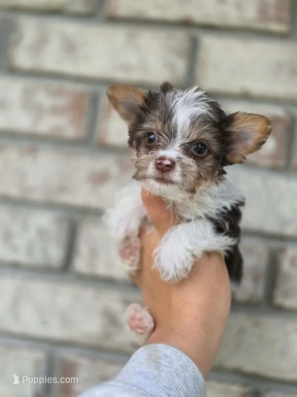 Clye – Yorkshire Terrier puppy for sale in Ocala, FL