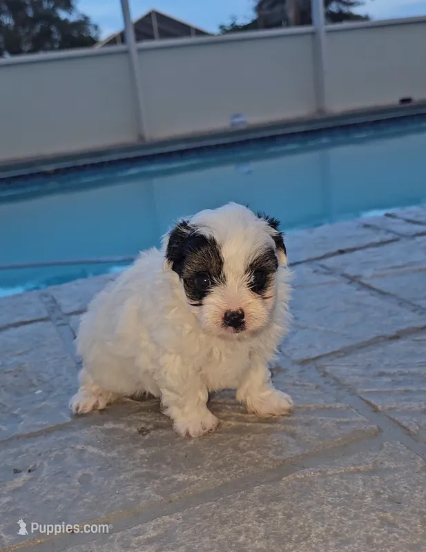 Panda – Yorkshire Terrier, Morkie puppy for sale in Ocala, FL