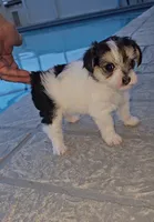 MaeMae, a female Yorkshire Terrier and Morkie for sale in Ocala, FL – 2 of 6