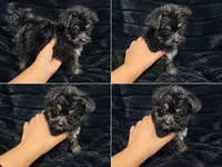 Sweet Pea, a female Yorkshire Terrier and Morkie for sale in Ocala, FL – 6 of 7