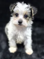 Max , a male Yorkshire Terrier and Morkie for sale in Ocala, FL – 6 of 9