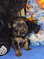 Charlie, a male Yorkshire Terrier for sale in Ocala, FL – 4 of 5