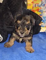 Charlie, a male Yorkshire Terrier for sale in Ocala, FL – 2 of 5