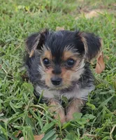 Claire Bear, a female Yorkshire Terrier for sale in Ocala, FL – 2 of 6