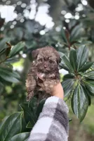 Bella-teacup morkie Girl ready today! ❤️🐾, a female Yorkshire Terrier and Morkie for sale in Ocala, FL – 6 of 10