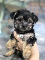 Teddy 🧸 , a male Yorkshire Terrier and Morkie for sale in Ocala, FL – 2 of 8