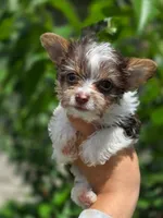 Teacup yorkie-Clye, a male Yorkshire Terrier for sale in Ocala, FL – 10 of 10