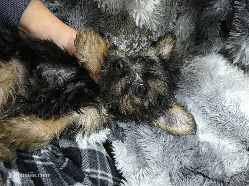 Charlie – Yorkshire Terrier puppy for sale in Ocala, FL