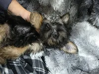 Charlie-teacup/toy, a male Yorkshire Terrier for sale in Ocala, FL – 1 of 6