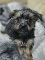 Charlie-teacup/toy, a male Yorkshire Terrier for sale in Ocala, FL – 2 of 6