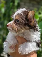 Teacup yorkie-Clye, a male Yorkshire Terrier for sale in Ocala, FL – 9 of 10