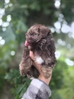 Bella-teacup morkie Girl ready today! ❤️🐾, a female Yorkshire Terrier and Morkie for sale in Ocala, FL – 3 of 10