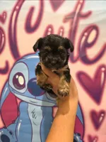 Teddy 🧸 , a male Yorkshire Terrier and Morkie for sale in Ocala, FL – 5 of 8