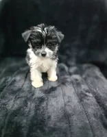 Cooper , a male Yorkshire Terrier and Morkie for sale in Ocala, FL – 7 of 9
