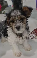 Theo-Toy Yorkie , a male Yorkshire Terrier for sale in Ocala, FL – Photo 1 of 10