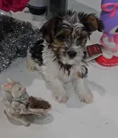 Theo-Toy Yorkie , a male Yorkshire Terrier for sale in Ocala, FL – Photo 6 of 10